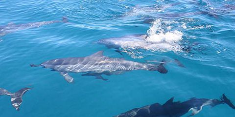 2 dolphins in mauritius
